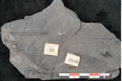 Foto (Detailansicht) von Neuropteris sp.  (NHMW-GEO-2024-0188-10680)